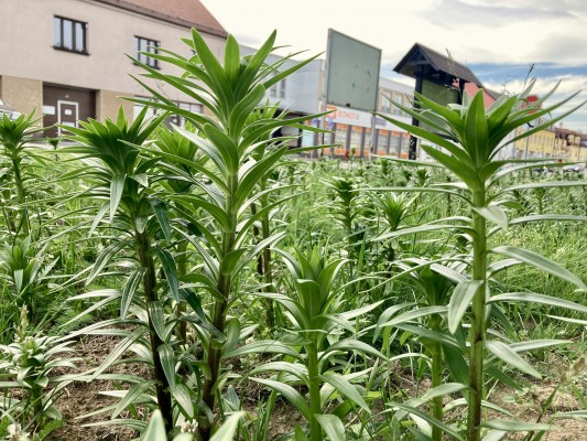 Liliová louka na Ješutově náměstí