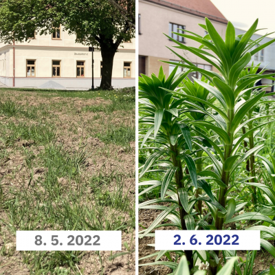 Liliová louka na Ješutově náměstí