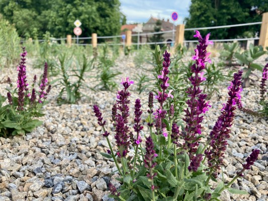 Trvalkový záhon v centru města (před č.p. 115)